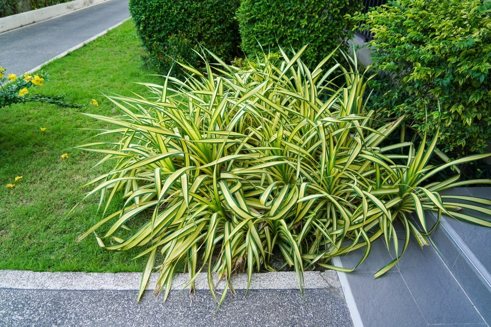 Zegge (Carex)